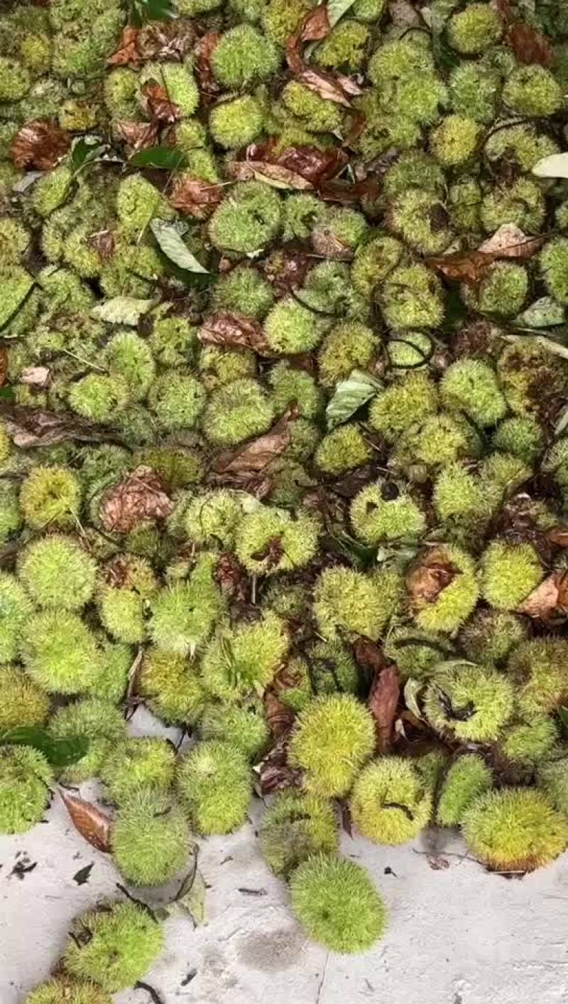 板栗球