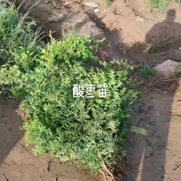 药用双仁酸枣苗
