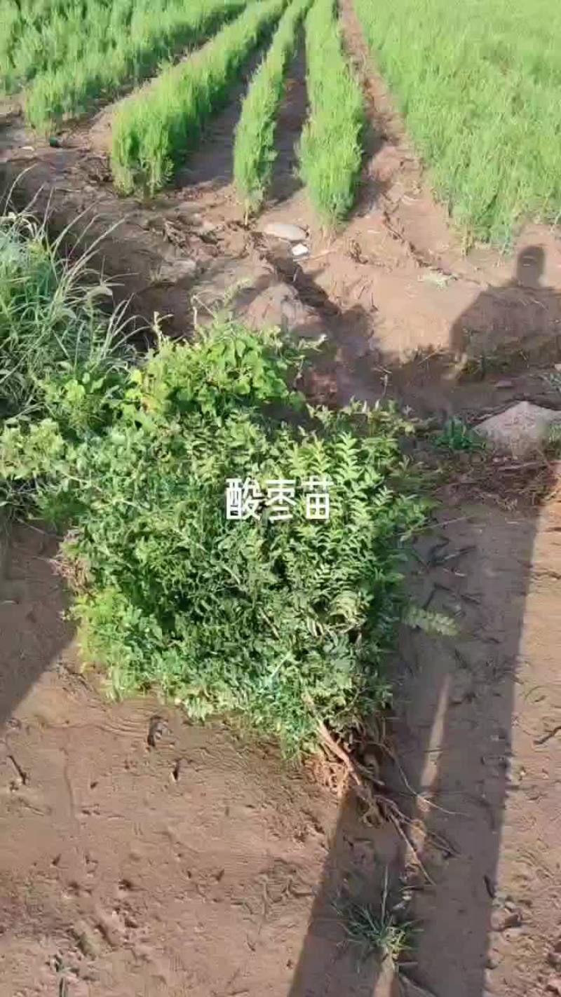 药用双仁酸枣苗