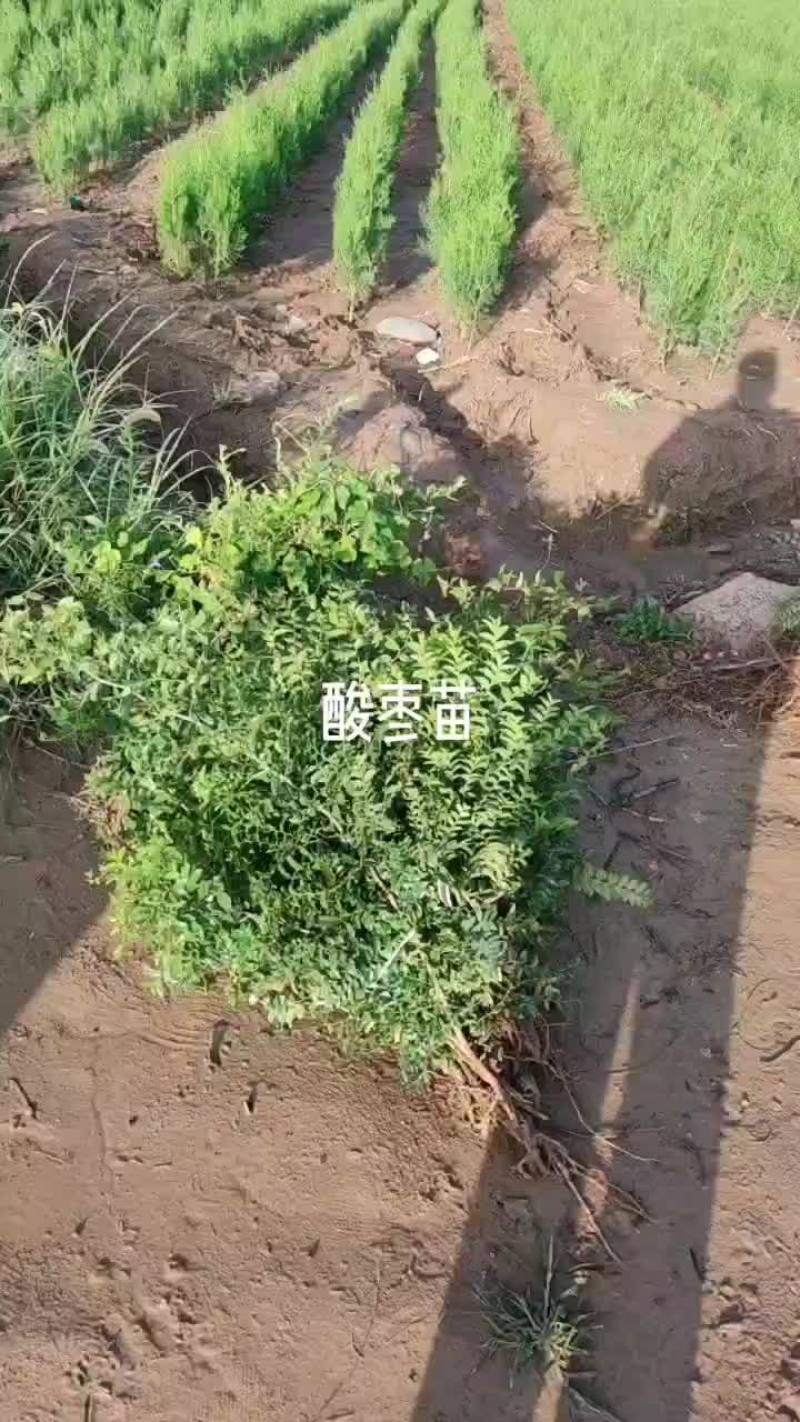 药用双仁酸枣苗