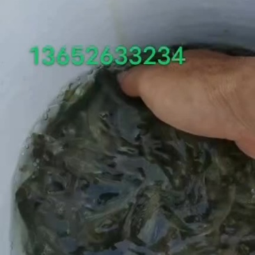 出售1000/1200斤黑鲩鱼苗，规格80/100条一斤