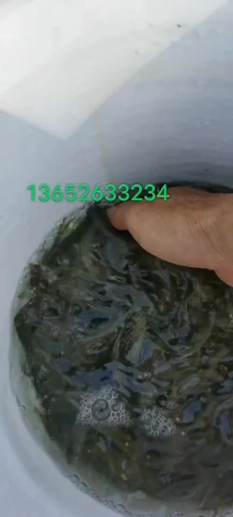 出售1000/1200斤黑鲩鱼苗，规格80/100条一斤