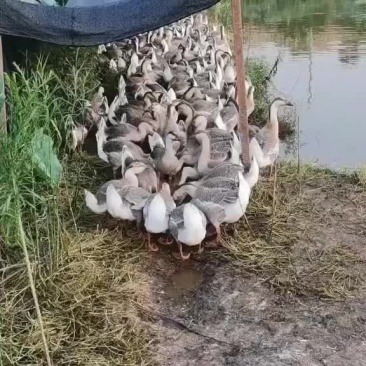 果园散养雁鹅，水肥草美！180天生态养殖！