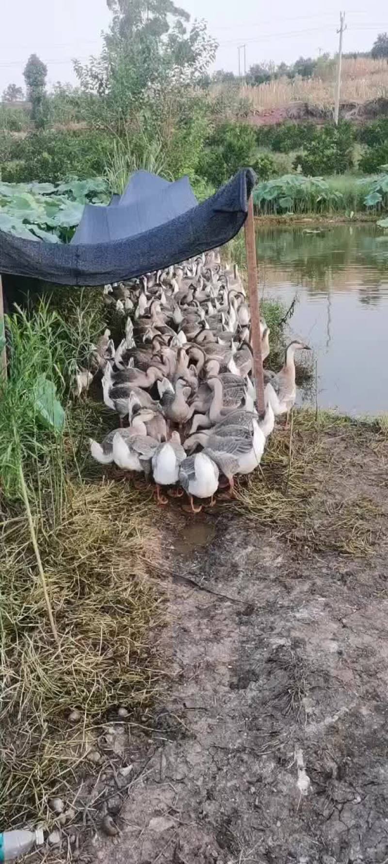 果园散养雁鹅，水肥草美！180天生态养殖！