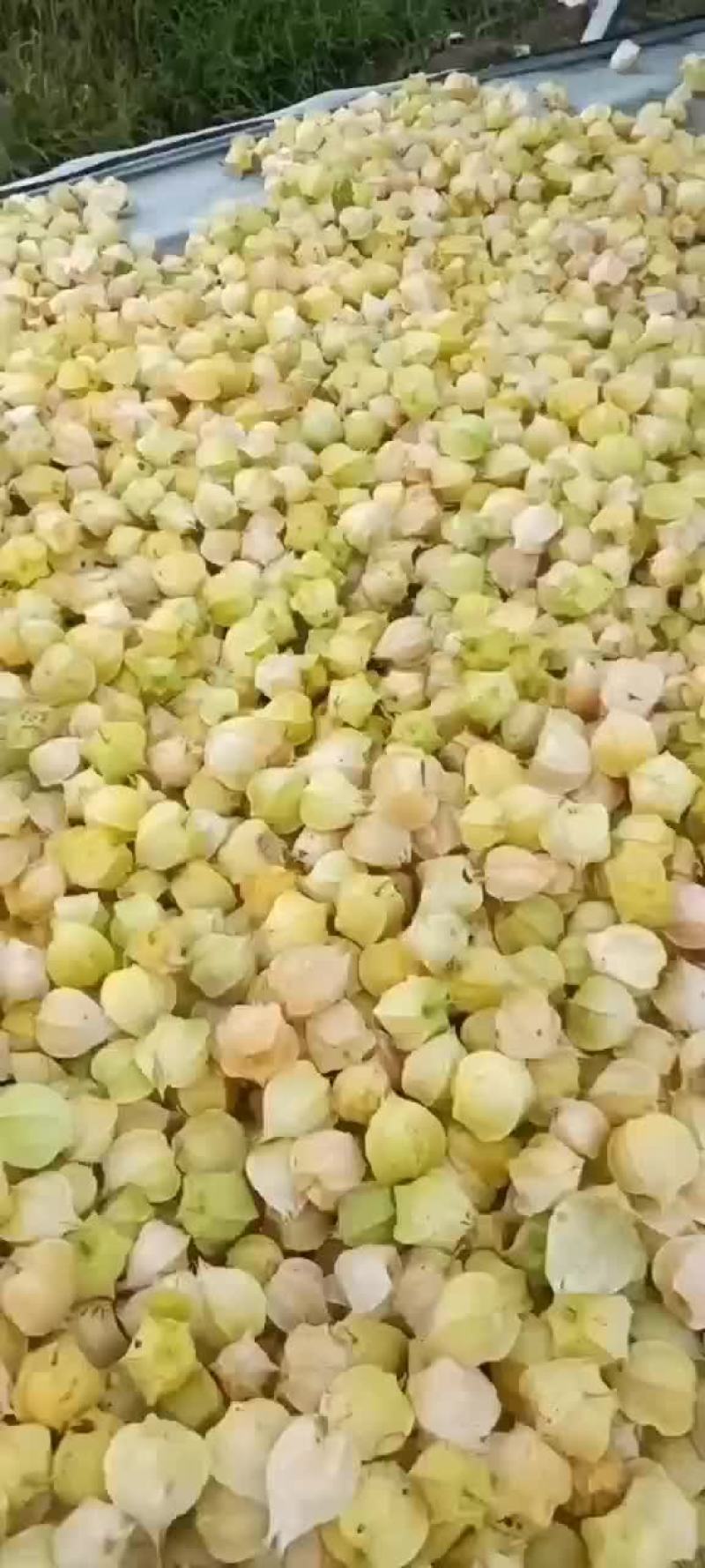 菇娘果产地发货
