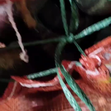 精品爆粉贝贝
