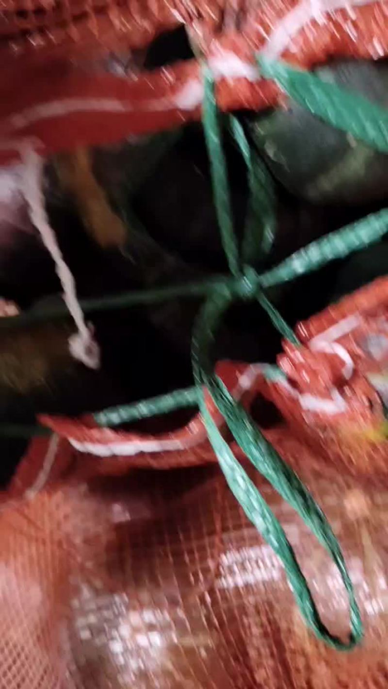 精品爆粉贝贝