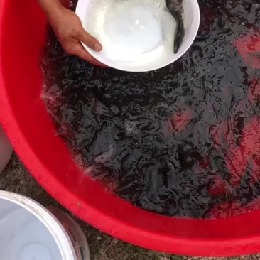 饲料鳜鱼苗