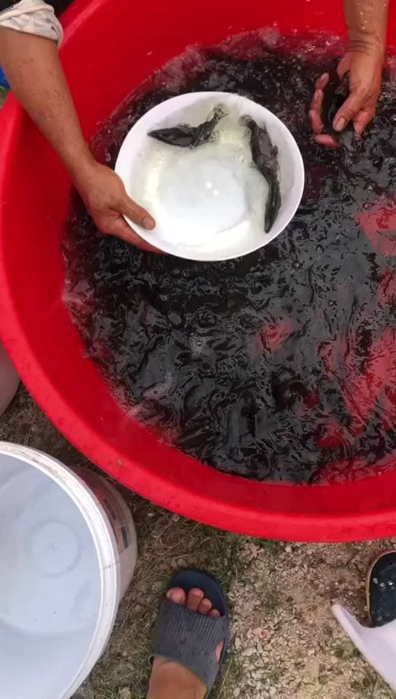 饲料鳜鱼苗