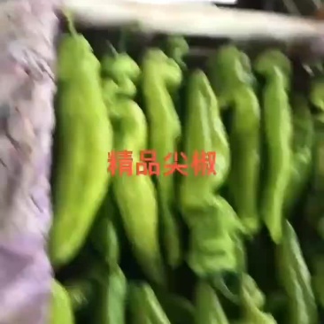 尖椒