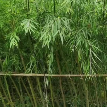 垂柳
