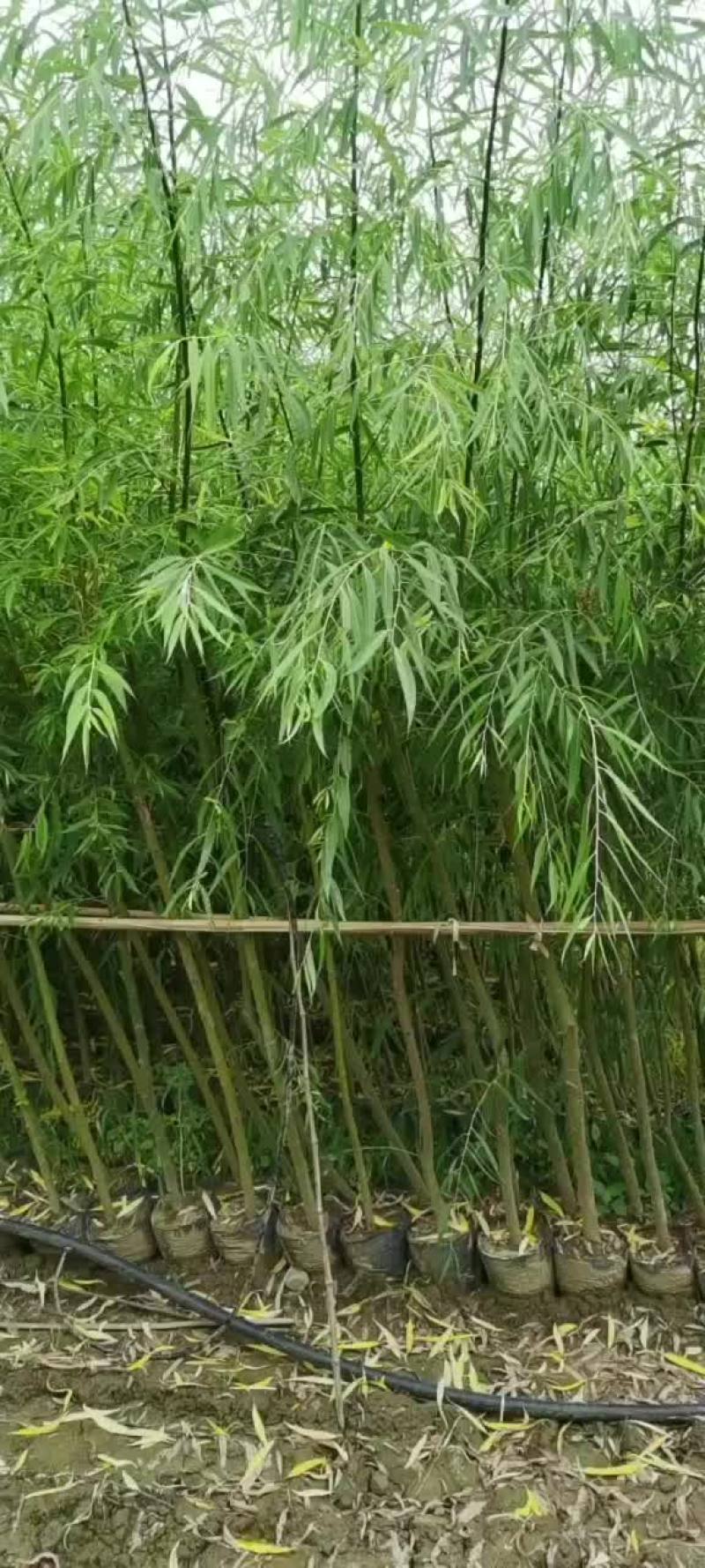 垂柳