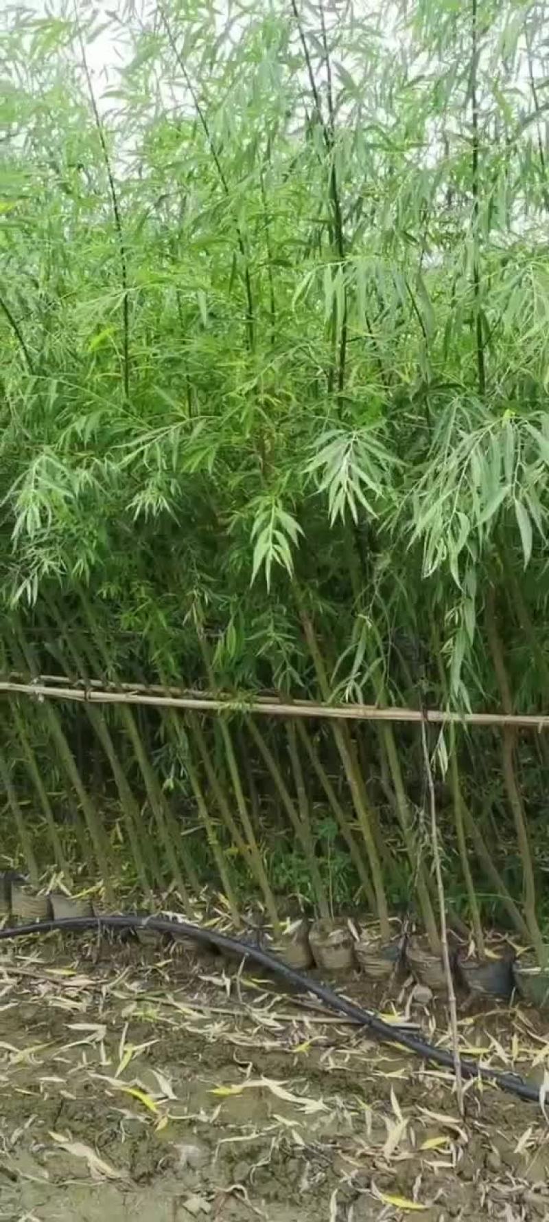 垂柳