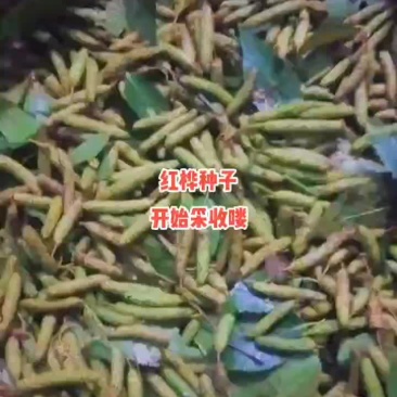 红桦种子，红桦树种子