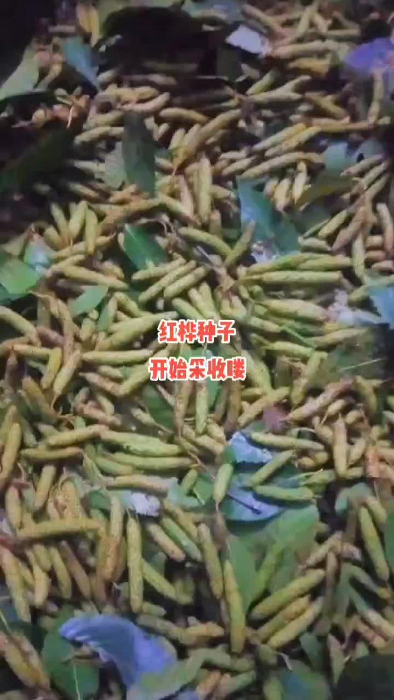 红桦种子，红桦树种子