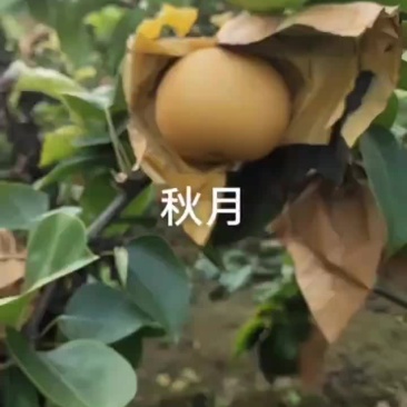 秋月梨几百亩出售