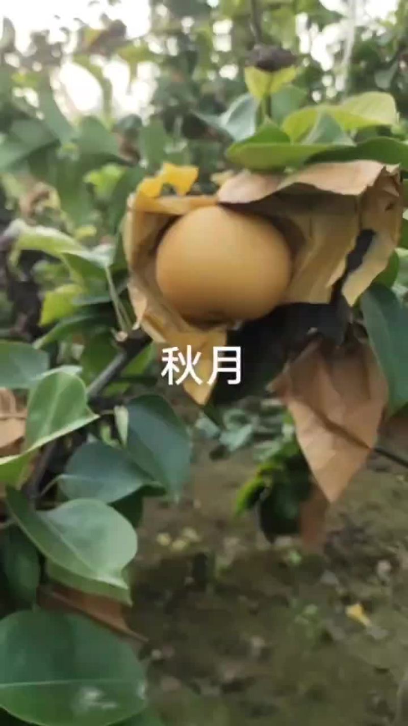 秋月梨几百亩出售