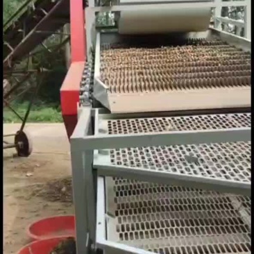 花生