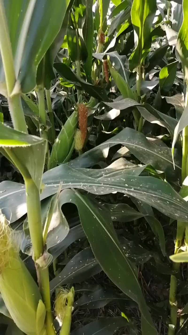 水果玉米