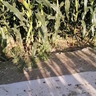 水果玉米