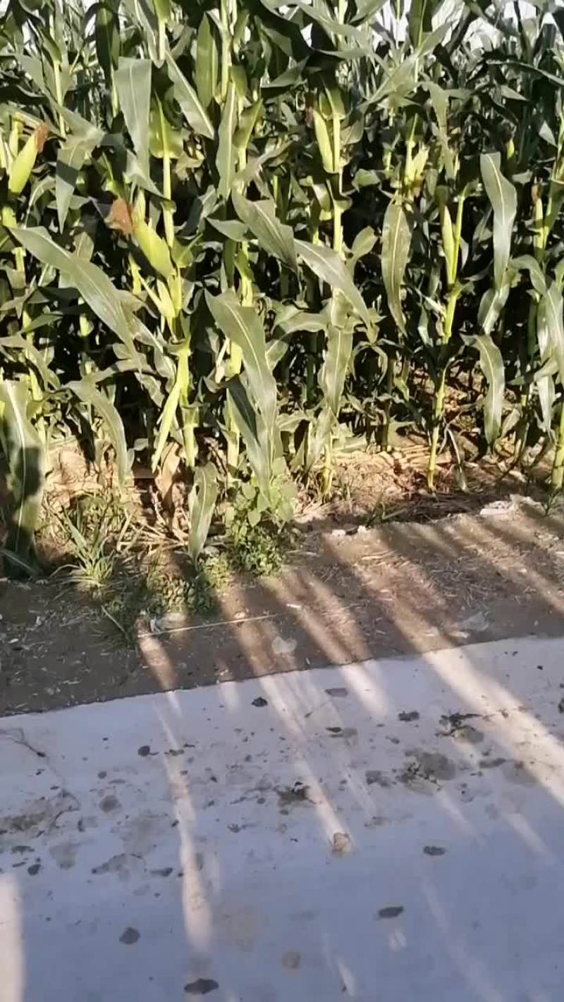 水果玉米