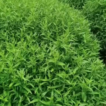 基地有800亩穿心莲