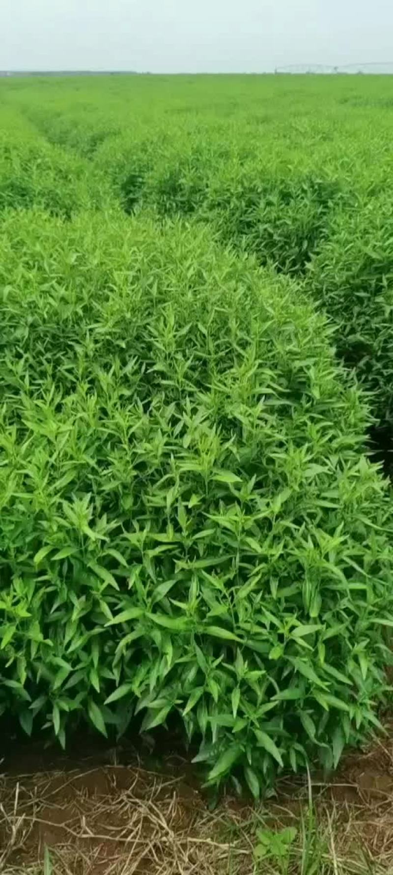 基地有800亩穿心莲