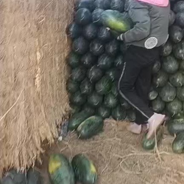 扶绥黑美人好吃