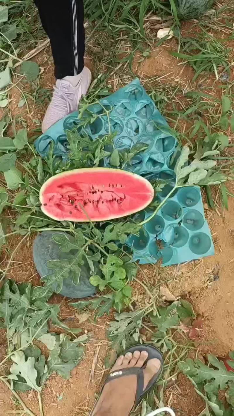 扶绥黑美人好吃