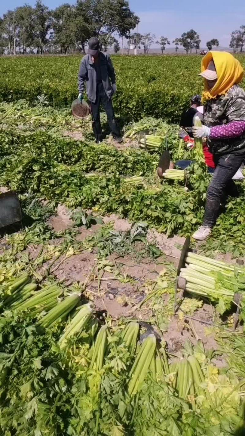 乌兰察布芹菜供应市场