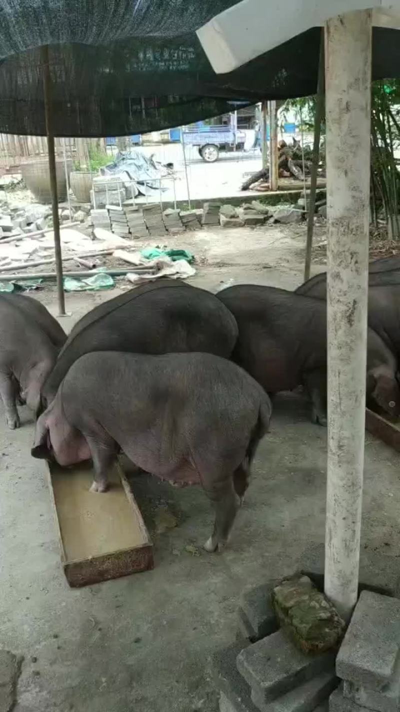 本地黑猪
