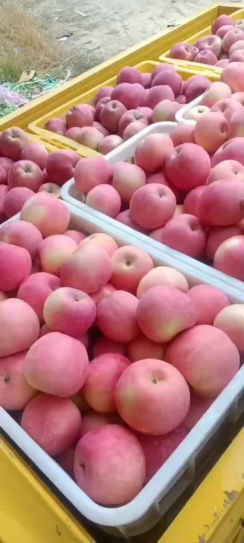 宁夏中卫富硒苹果