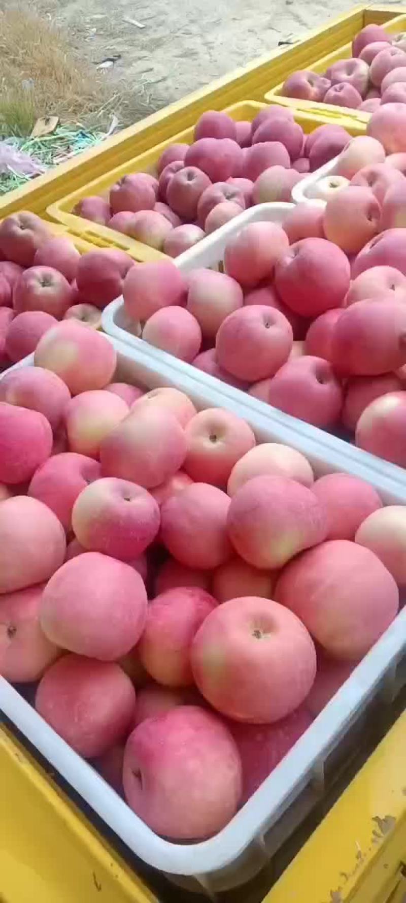 宁夏中卫富硒苹果