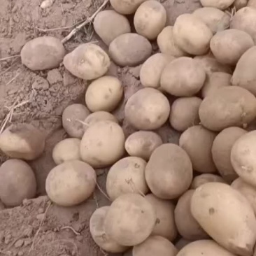 硬2-4两黄心土豆长期供应