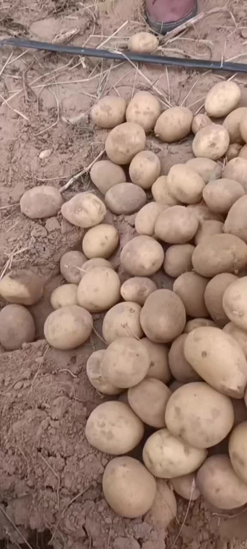 硬2-4两黄心土豆长期供应