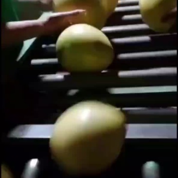 平和蜜柚三红柚大量供应