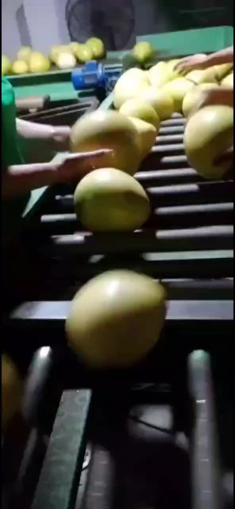 平和蜜柚三红柚大量供应