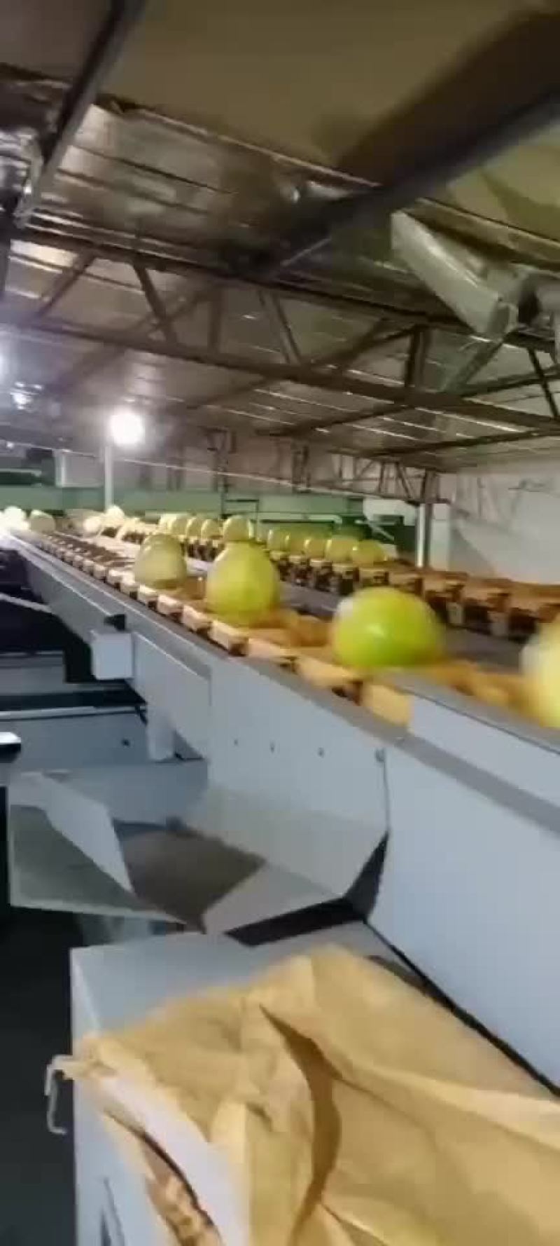 平和蜜柚三红柚大量供应