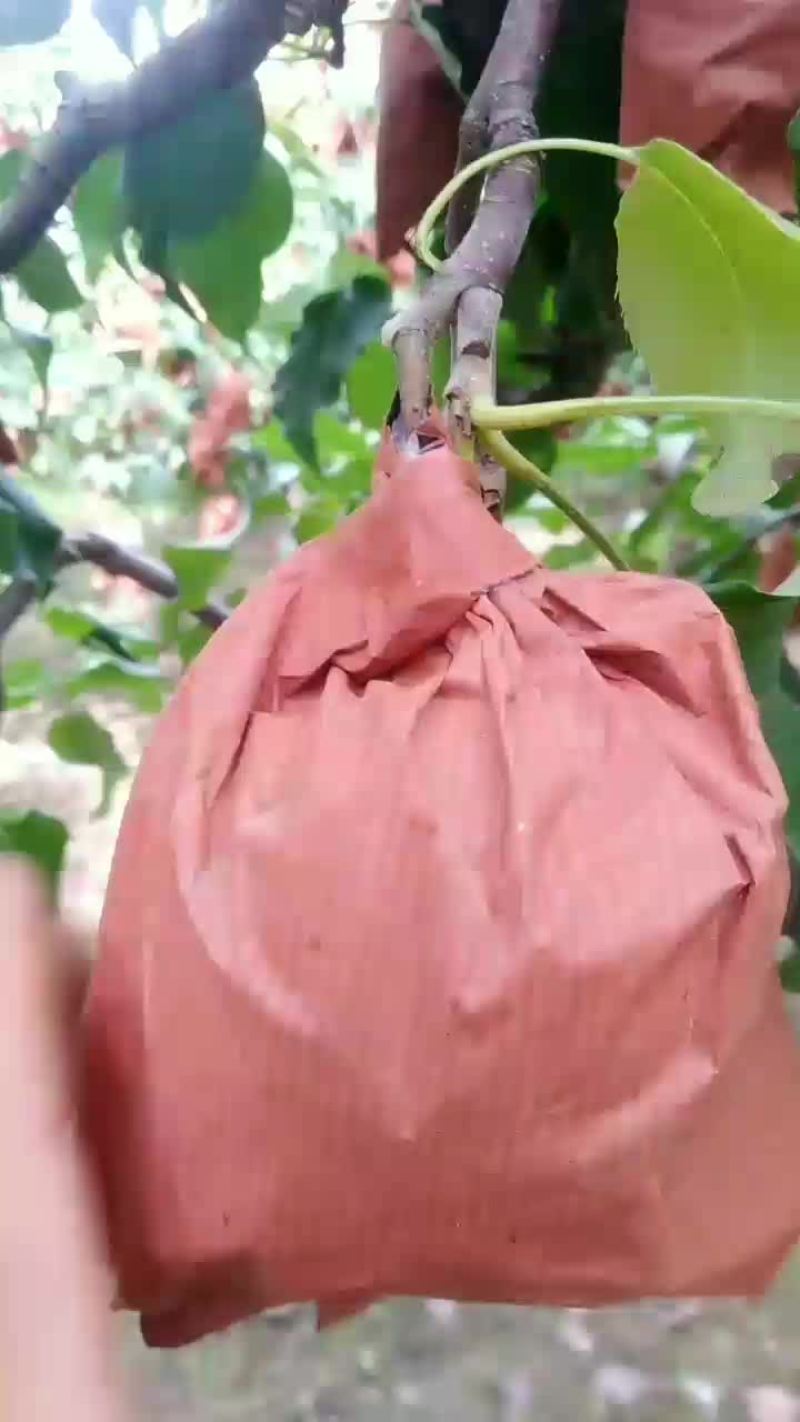 水晶鸭梨皮薄肉细梨白果面干净
