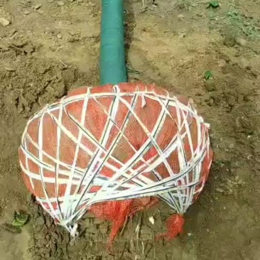 巨紫荆