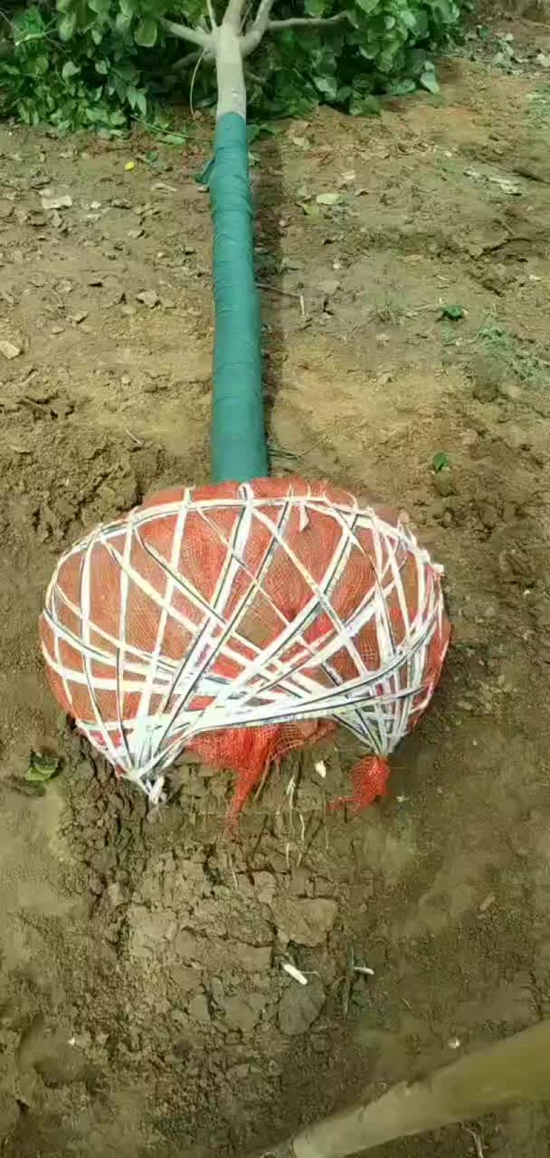 巨紫荆