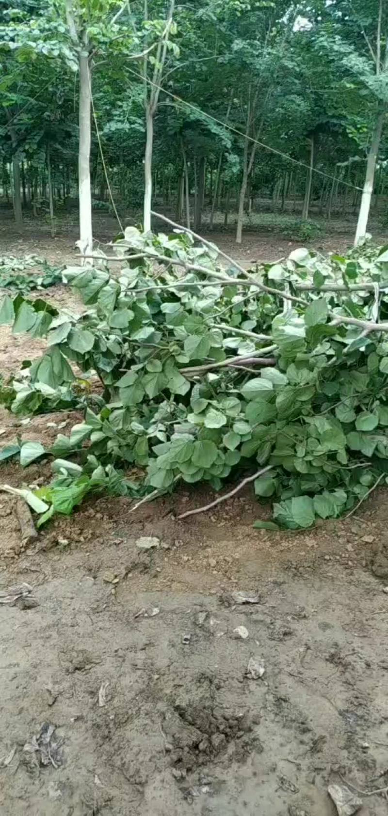 巨紫荆