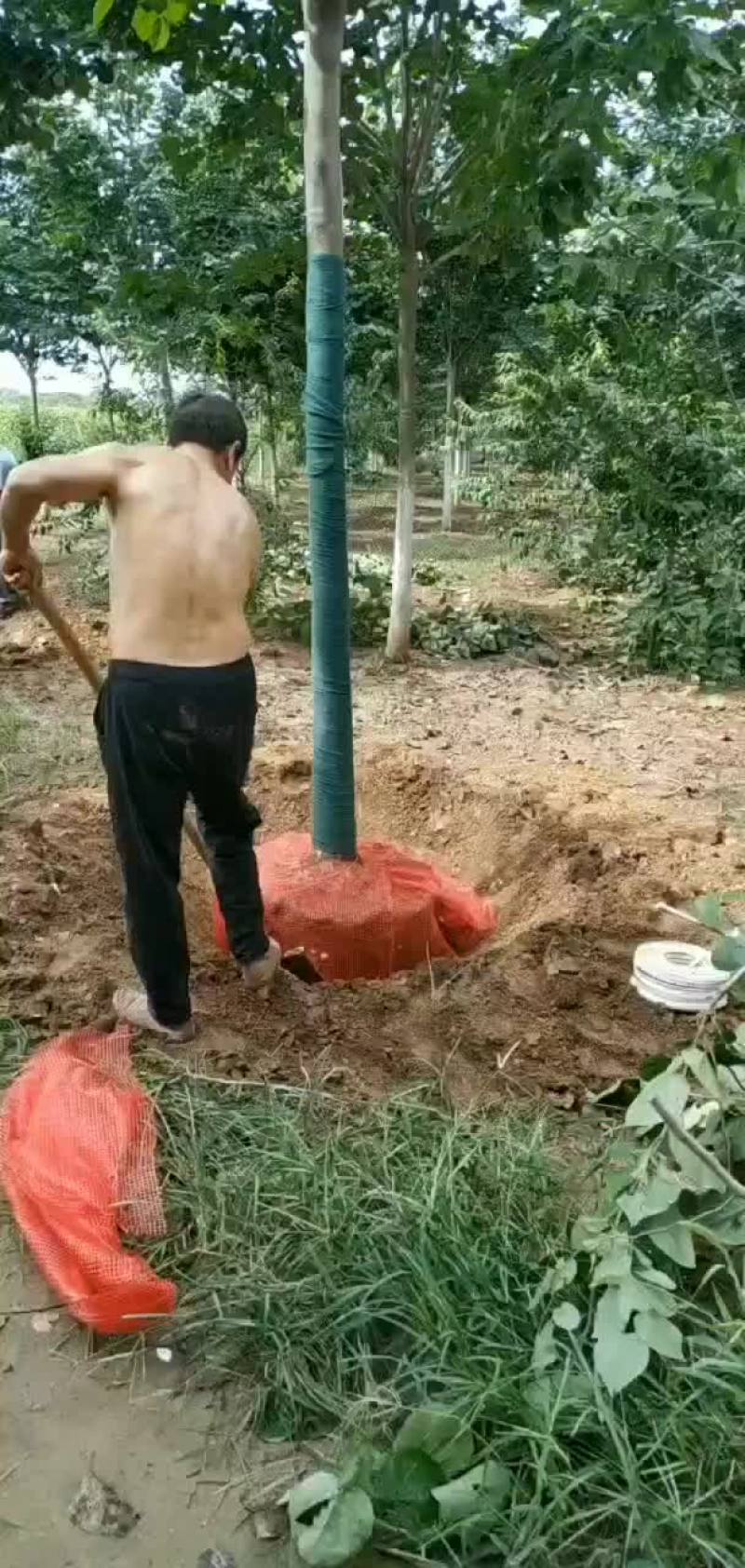 巨紫荆