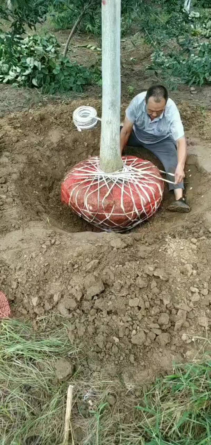 巨紫荆