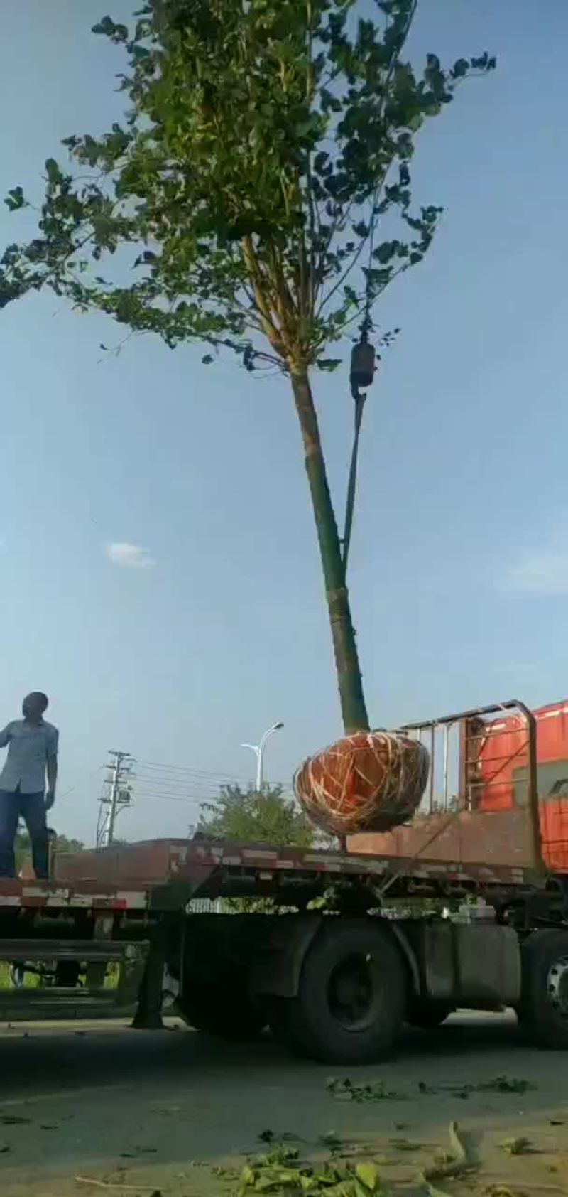 巨紫荆