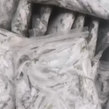 小嘴马口鱼