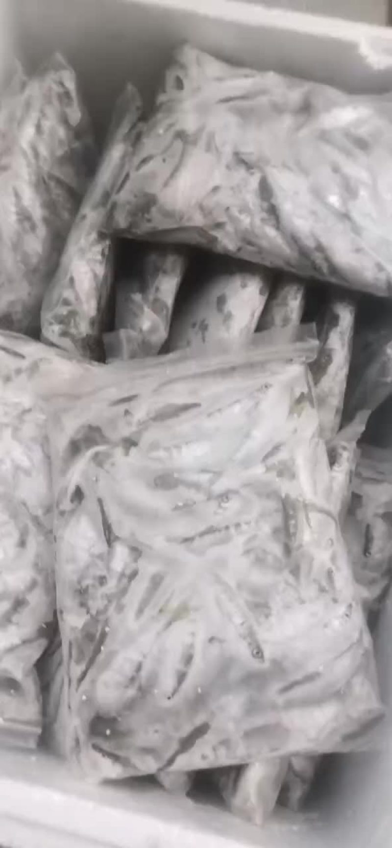 小嘴马口鱼