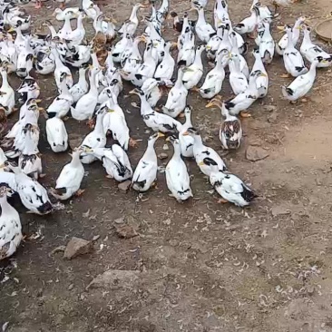 散养玉米鸭