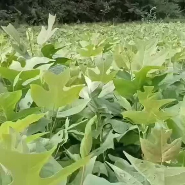 马卦木苗