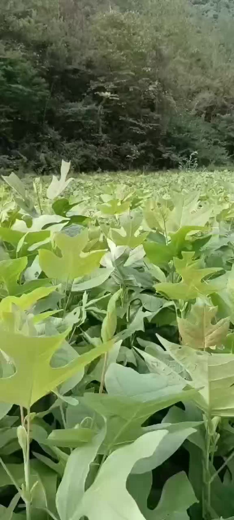 马卦木苗